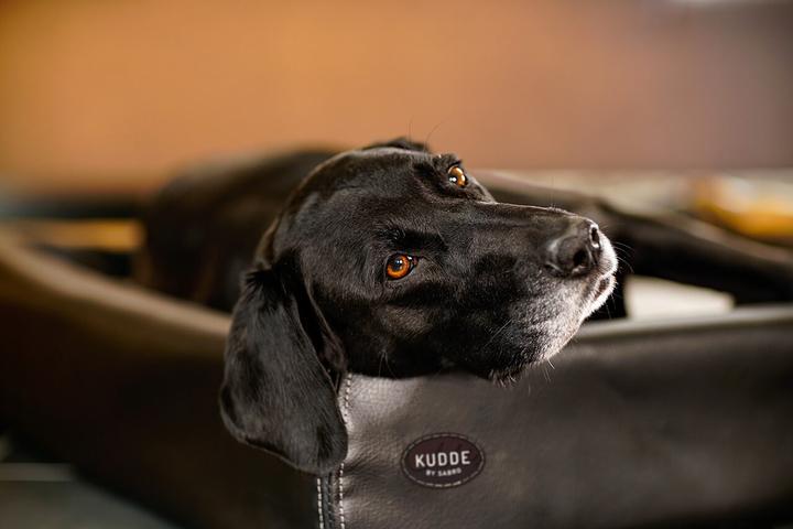 Produktbild Sabro Hundebett Kudde (Hund)