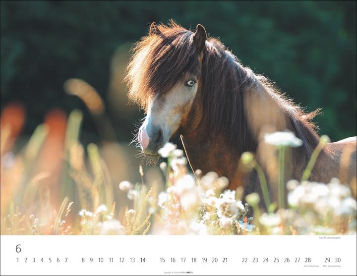 Produktbild Islandpferde Kalender 2026 (44 x 34 cm)