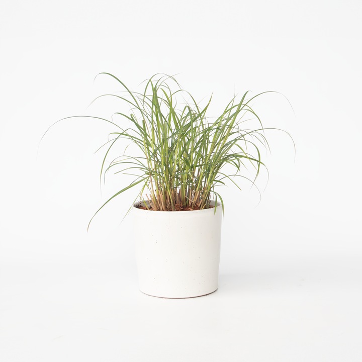Actual product image Plant in a Box Miscanthus sinensis 'Red Chief' - Ornamental grass (40 cm)