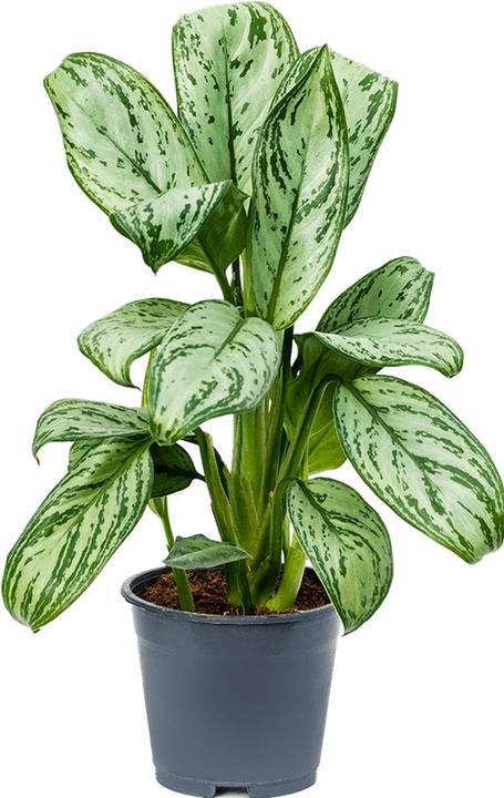 Produktbild Mahaloplants Aglaonema Maria Christina (35 cm)