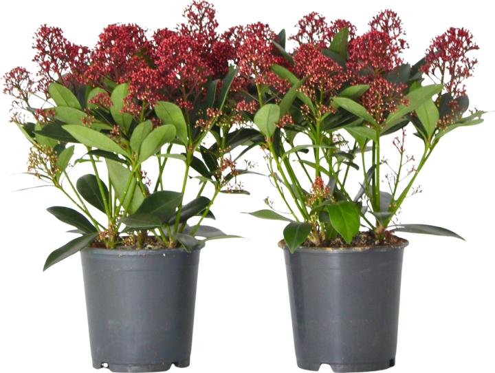 Produktbild Plant in a Box Skimmia japonica 'Rubella' - (35 cm)