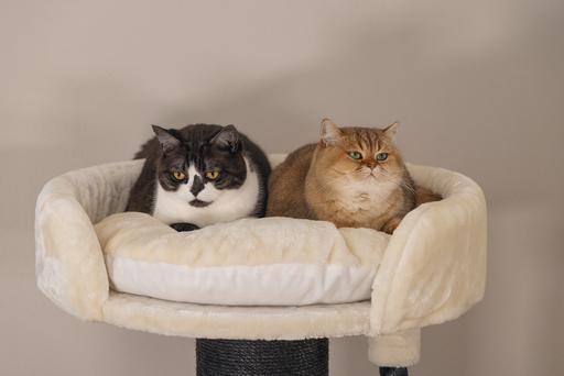 Image du produit Beeztees Tura (100 cm, Marron, Beige)