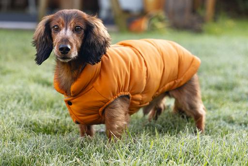 Actual product image Beeztees Hundemantel Wisti (XXS, Dog coat)