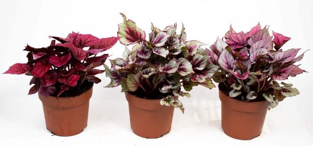 Fresca-Plant Begonia Rex (17 cm)