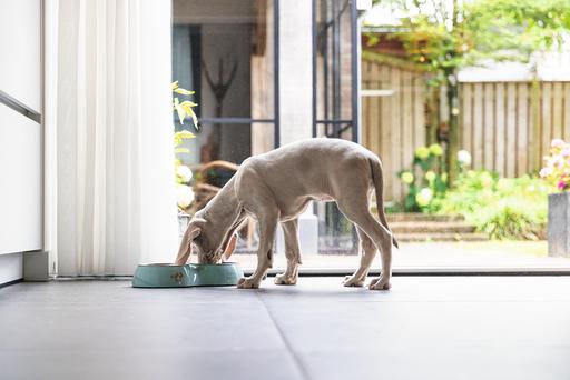 Actual product image Beeztees Puppies Double Feeding Bowl (35 cl)