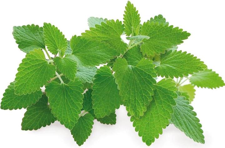 Produktbild Click and Grow Katzenminze (Kräutersamen)