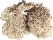 Produktbild Rayher Islandmoos