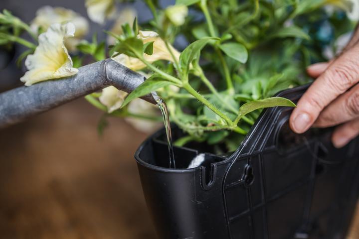 Actual product image CitySens 3er-Pack Wand-Pflanzengefäss mit automatischer Bewässerung (9 cm)