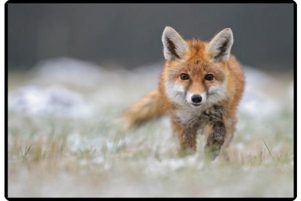 Produktbild Styro Schreibunterlage PP 50x34 Fussball (50 x 34 cm)