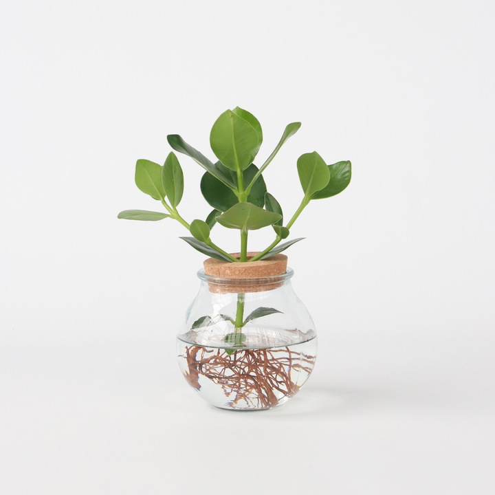 Actual product image Plant in a Box Clusia rosea Princess - In glass (35 cm)