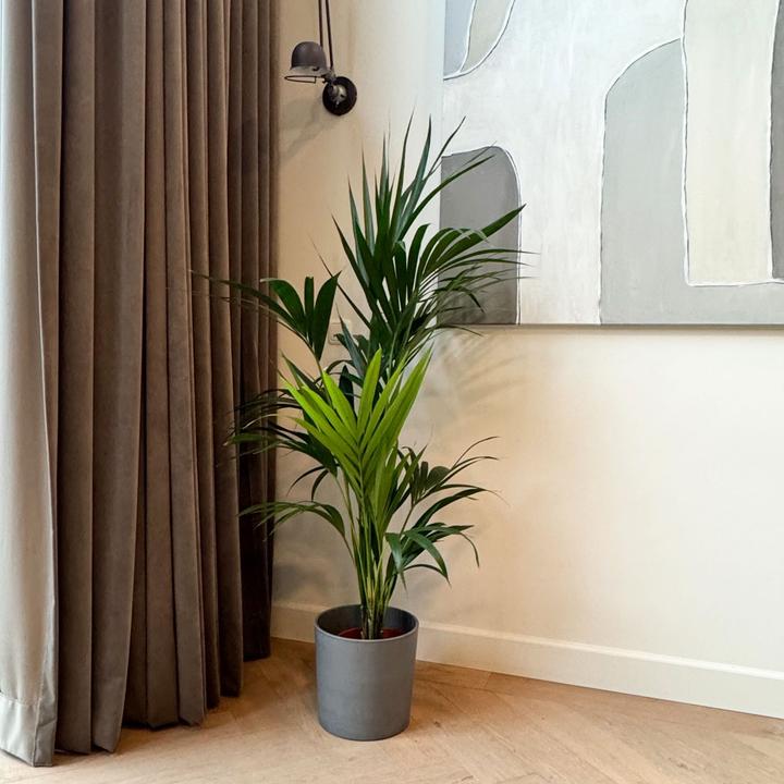 Produktbild Plant in a Box Howea forsteriana - Kentia Palme (130 cm)