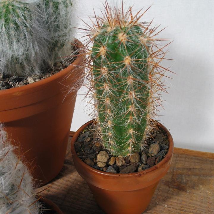 Image du produit Kakteen Gautschi Les vieillards poilus (20 cm)