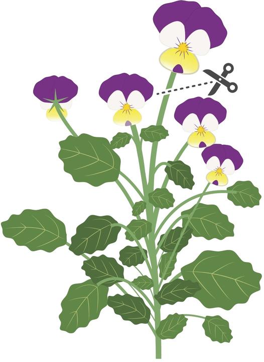 Immagine prodotto Véritable Viole del pensiero biologiche (Semi di piante)