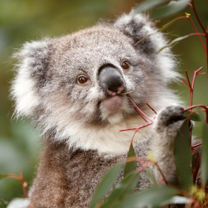 Produktbild Koalas 2026 (30 x 30 cm)