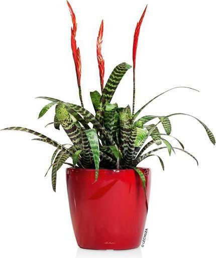 Produktbild Lechuza Classico (22 cm)