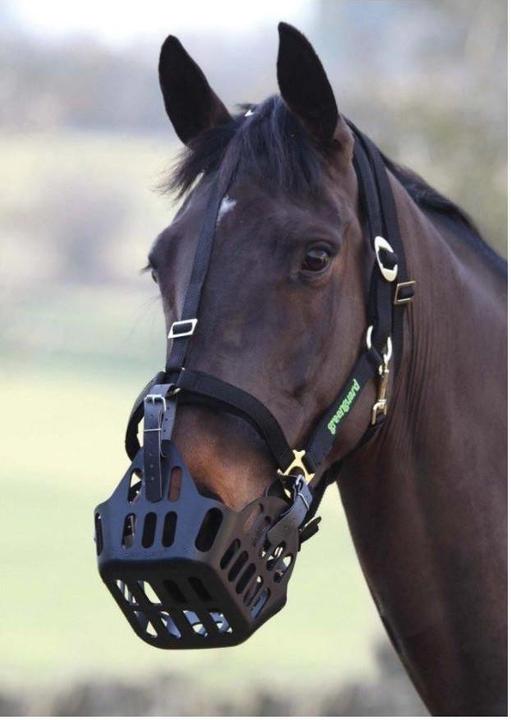 Nordic Licol spécial Greenguard (sans muselière)