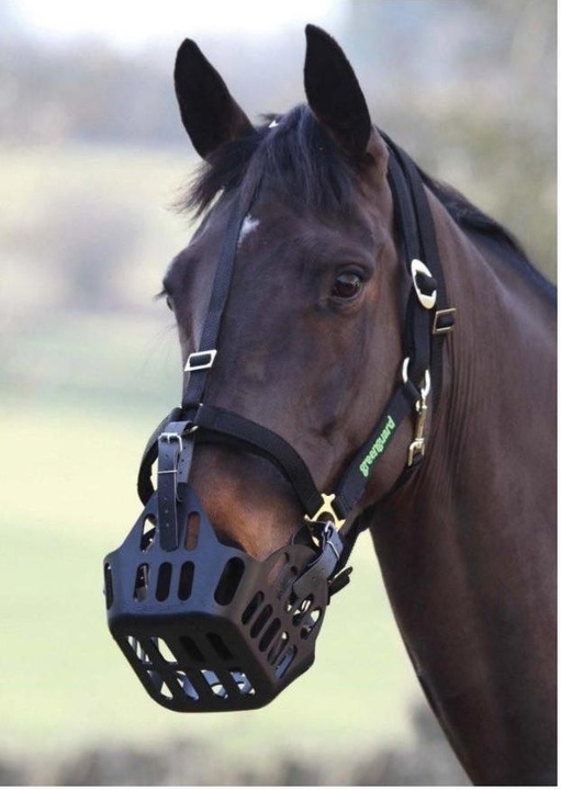 Actual product image Nordic Greenguard special halter (without muzzle)