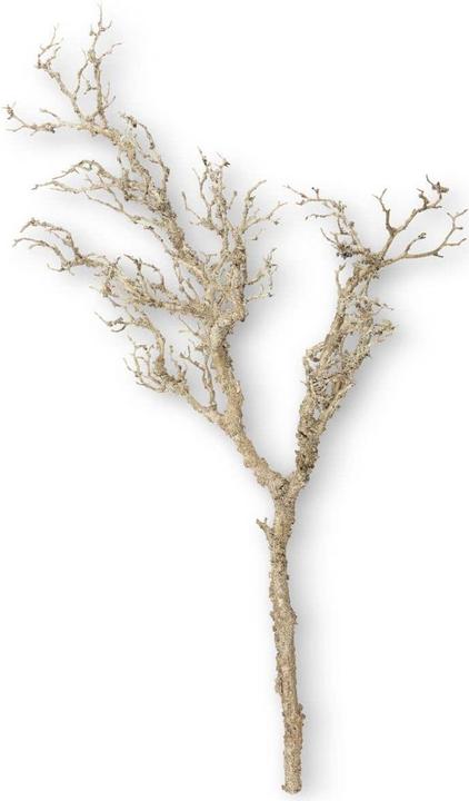 Produktbild Migros Ambiance Deko-Ast