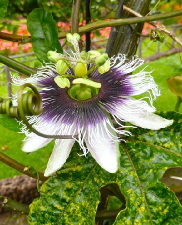 Immagine prodotto Tropica Frutto della passione viola (Passiflora edulis Purple Giant) (Semi di piante)