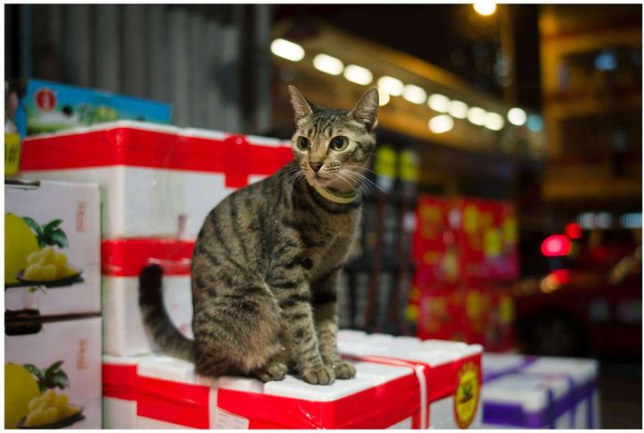 Produktbild 7artisans 35mm F/2.0 Leica M (Leica M, Vollformat)