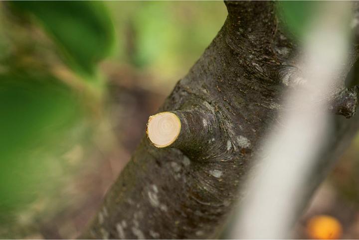 Produktbild Bosch Home & Garden Akku-Gartenschere AdvancedPrune 18V-45 (1x2,0Ah) (long)