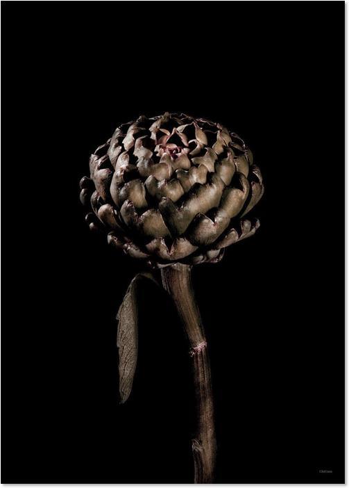 Cynara Scolymus (29,5 x 42 cm)