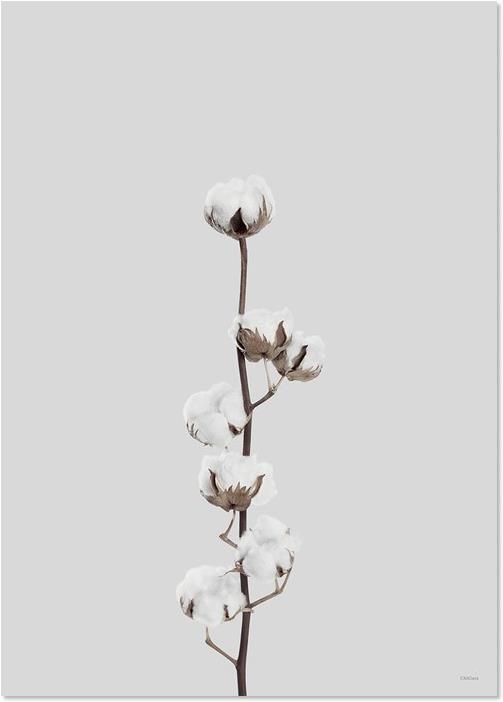 Cotton Flower (29,5 x 42 cm)