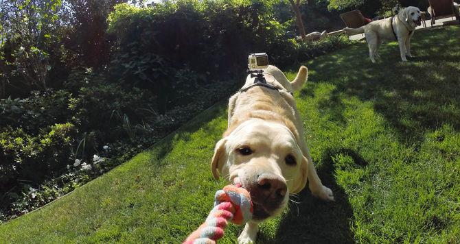 Immagine prodotto GoPro Imbracatura per cani Fetch (Universale, Eroe 7, Azione Osmo)