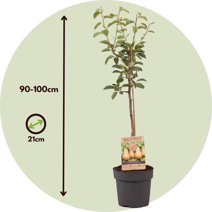 Actual product image Plant in a Box Pyrus communis 'Conference' - Pear tree (90 cm)