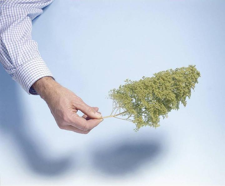 Actual product image Noch Tree blanks