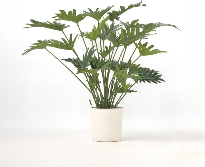 Immagine prodotto Plant in a Box Philodendron - (65 cm)
