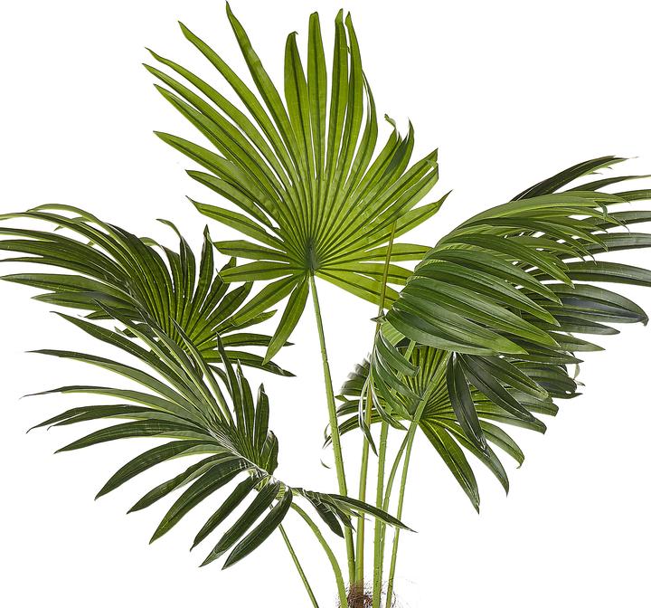 Immagine prodotto Beliani Fan Palm (100 cm)