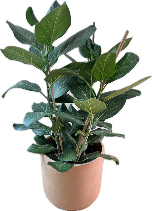 Actual product image Mahaloplants Ficus benghalensis (90 cm)
