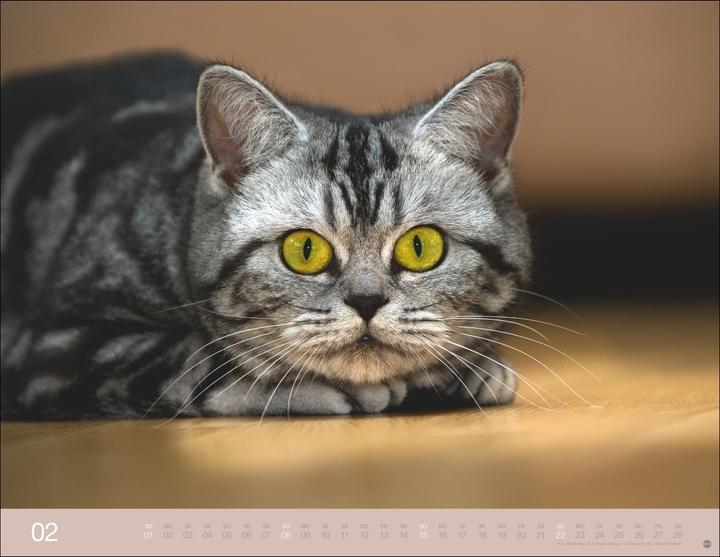 Produktbild Monika Wegler: Katzenkalender 2026 (44 x 34 cm)