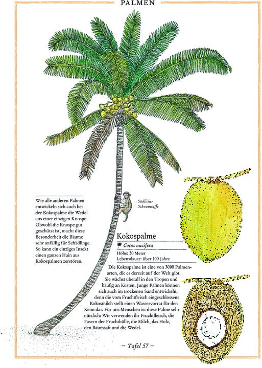 Immagine prodotto Birke, Buche, Baobab (Tedesco, Virginia Aladjidi, 2013)