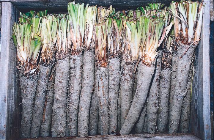 Image du produit Zollinger Bio Salsifis, duplex