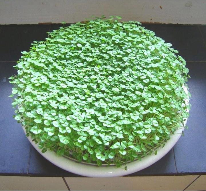 Image du produit Eschenfelder Tamis à cresson