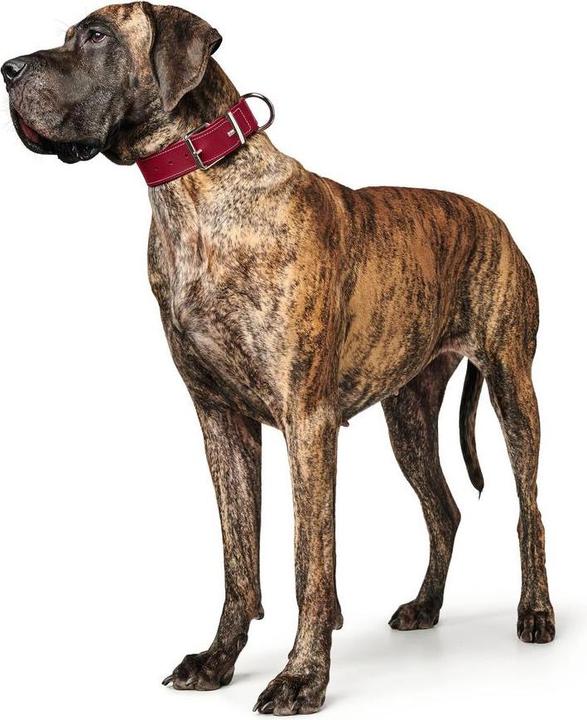 Produktbild Hunter Halsband Aalborg Special (23, 24, Hund, Hundesport)