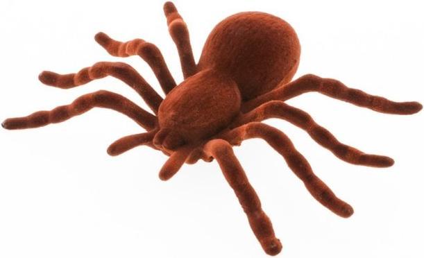 Actual product image Chaks Hairy spider