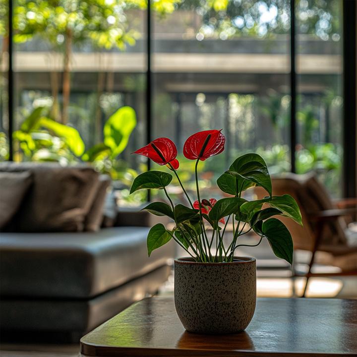 Actual product image Plant in a Box Anthurium 'Royal Champion' - Flamingoblume (35 cm)