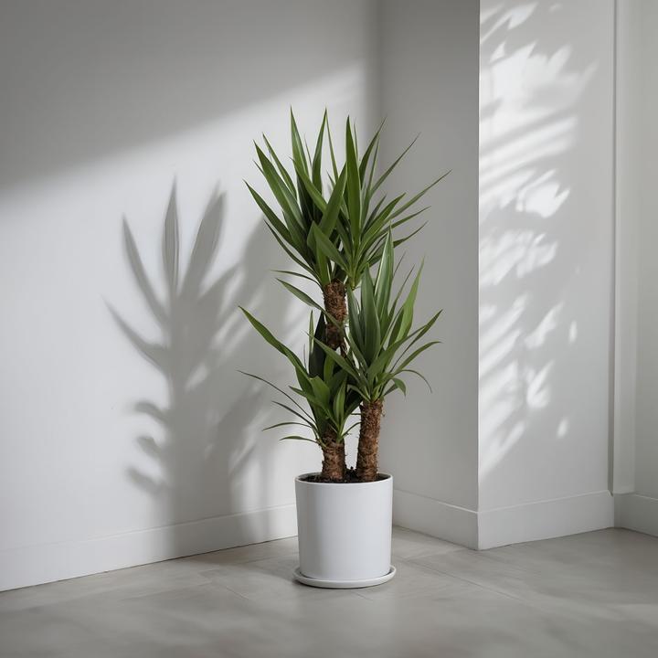 Image du produit Plant in a Box Yucca Elephantipes - Palmlelie (70 cm)