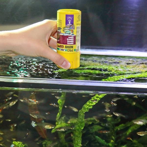 Produktbild JBL Aquaristik und Terraristik ProNovo GUPPY GRANO S 250ml CLICK (Guppys, 250 ml)