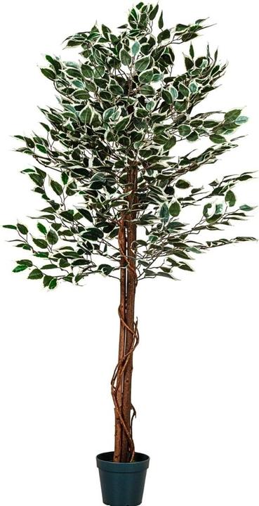 Immagine prodotto Plantasia Ficus Benjamin (190 cm)