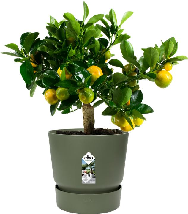 Produktbild Elho Greenville (29.50 cm)
