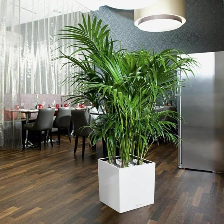 Productafbeelding Lechuza Kubus (39 x 39 x 40 cm)