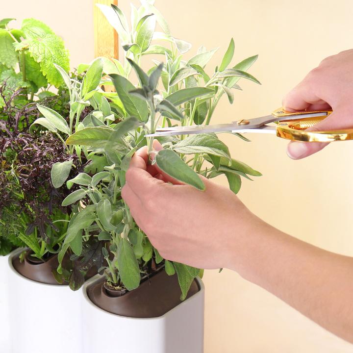 Image du produit Prêt à Pousser Édition Lilo (Graines d'herbes aromatiques)