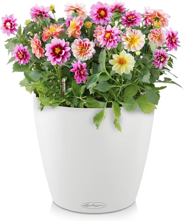 Produktbild Lechuza Classico (60 x 55.50 cm)