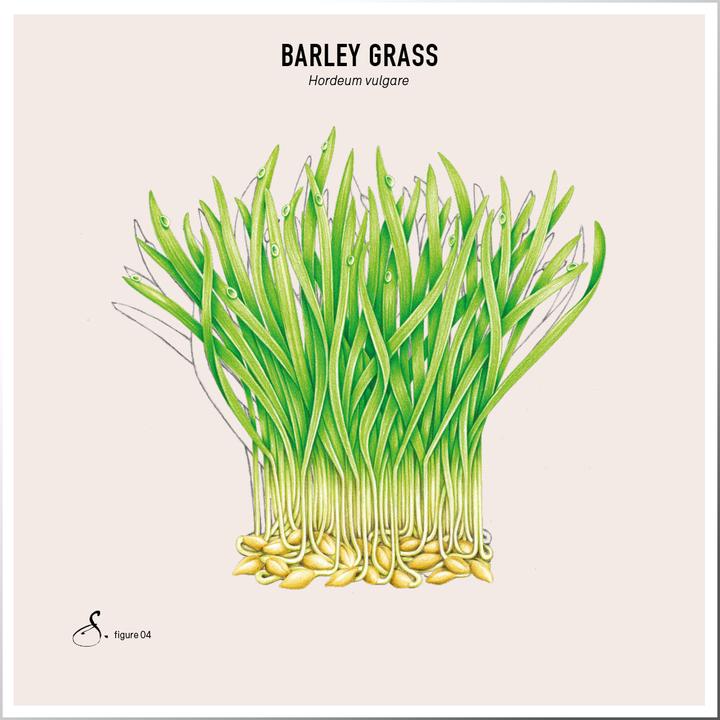 Actual product image Sekoya Barley Grass | Acid-base balance (90 pcs., Capsules)