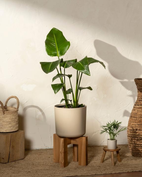 Actual product image feey Lumi (22 cm)