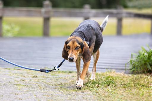 Actual product image Beeztees Parinca collar round (Dog, Dog sport)